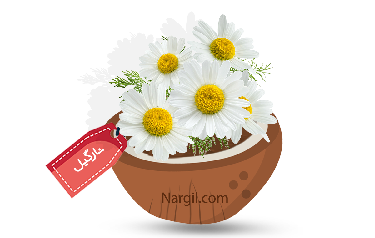  Nargil - ox-eye daisy